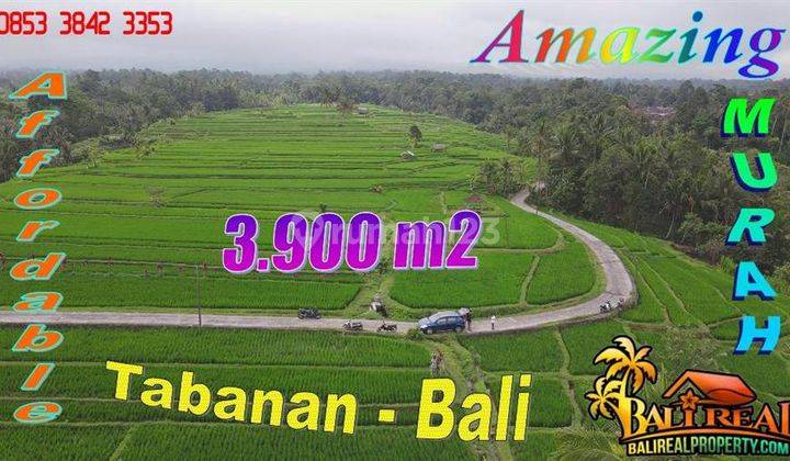 Tanah Sawah Akses Beton 3,875 m2 Bentuk L Memanjang di Penebel 1