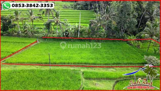 Ideal untuk Rumah Tinggal 27 Are di Penebel Tanah Sawah 2