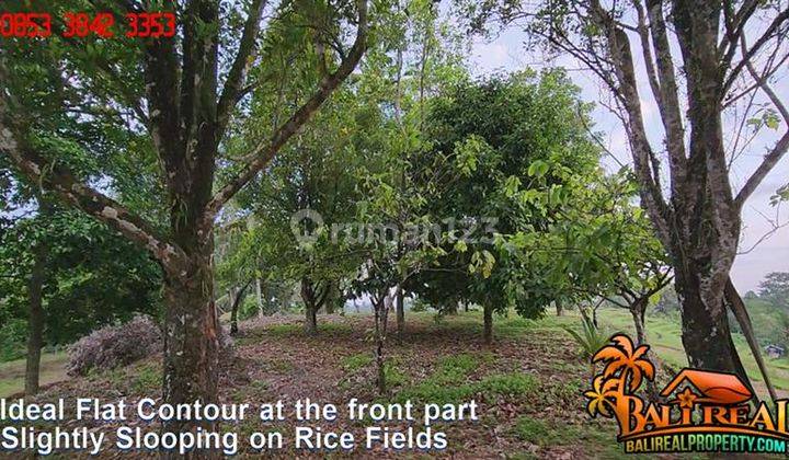Affordable Land Sale 5,000 sqm Near Penatahan Hot Spring Water 2