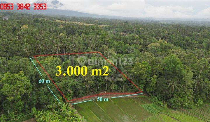 Beautiful Rice Fields, Jungle And Mountain View In Penebel 2