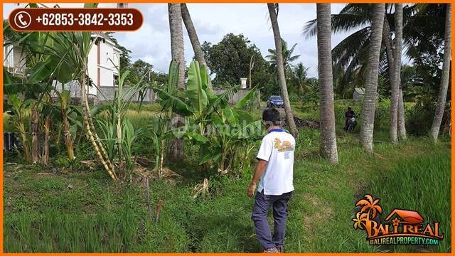 Beautiful Rice Field View, Closed To Nyanyi Beach In Kediri 2