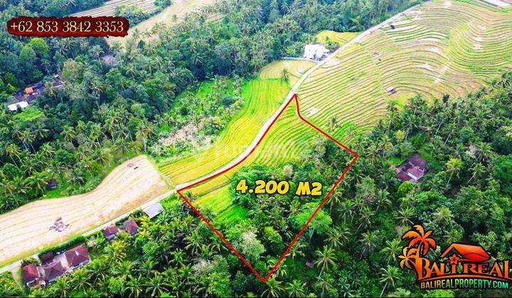 Affordable Land For Sale 5,300 Sqm In Penebel Tabanan 2