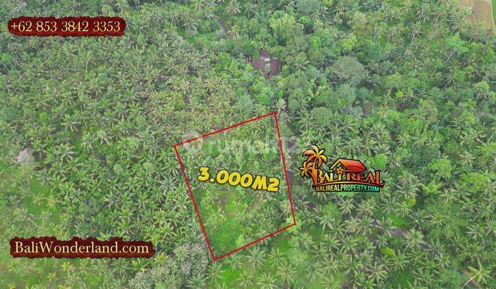 Affordable 3,000 Sqm Land For Sale In Penebel Tabanan 2