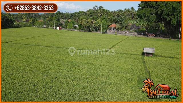 200.000 m2 with Rice Fields and Mountain View in Jembrana 2