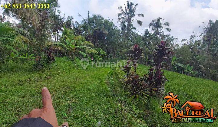 1,120 M2 Flat Plantation Land Tabanan Area 2