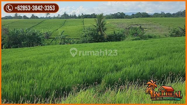 3,000 M2 Closed To Pasut Beach In Selemadeg Timur 2