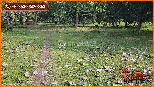 Beautiful Flat Garden Land By Asphalted Road Access In Jembrana 2