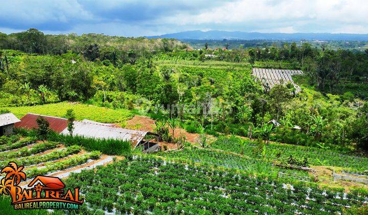 Closed to Batur Like 2.4 Ha with Excellent Access. 2