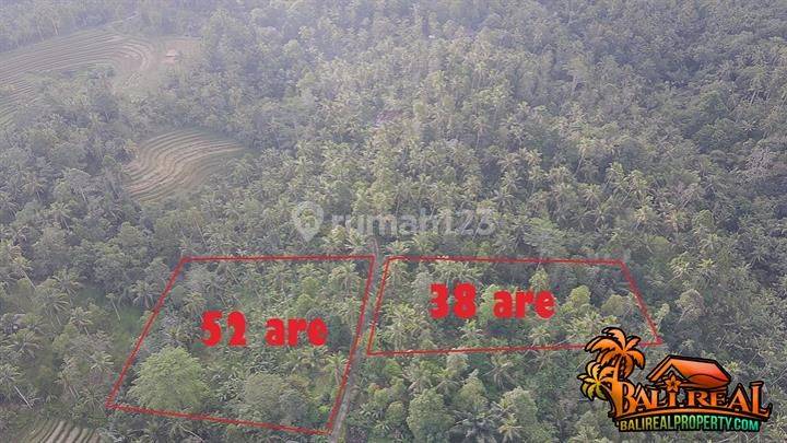 Affordable 9,300 Sqm Land For Sale In Penebel Tabanan 2