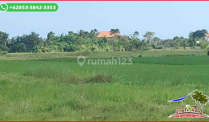 Affordable Land For Sale 2,800 Sqm In Kediri Tabanan 2