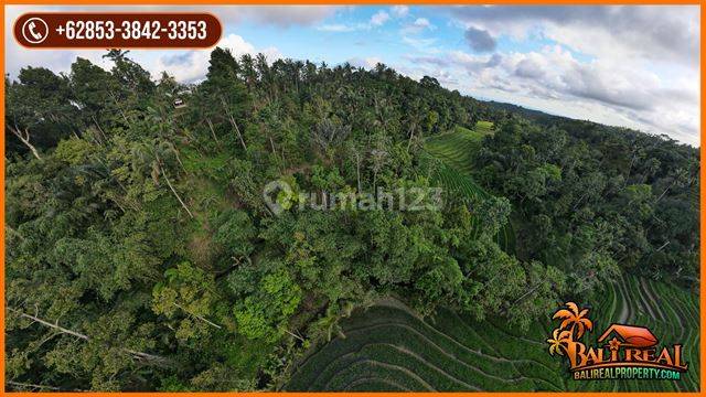 Under Market Price Land For Sale 5,400 Sqm In Pupuan Tabanan 2