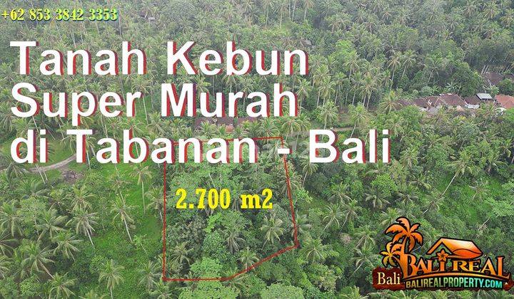 Under Market Price 2,700 Sqm In Penebel Tabanan 1