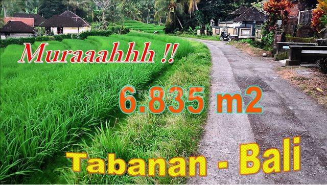 Beautiful Rice Field And Green Lush In Selemadeg Barat 1