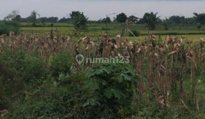 Butuh cepat ! Tanah Dawar Blandong Mojokerto 1