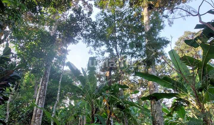 Kebun Duren Murah Cocok untuk Investasi di Gunungpati 1
