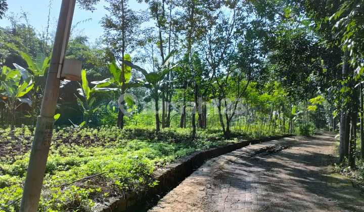 Tanah Murah Cocok untuk Investasi di Kalisegoro Gunungpati 1