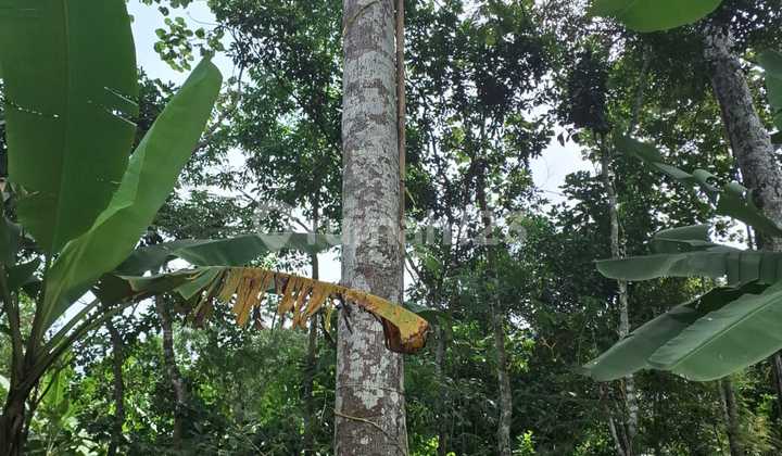 Kebun Duren Murah Cocok untuk Investasi di Gunungpati 2