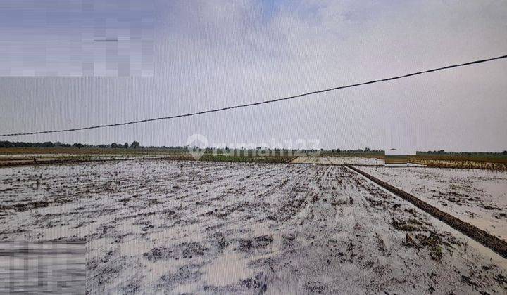 Lahan Sawah di Sukawangi, Kab. Bekasi 1