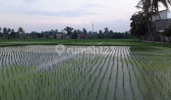Tanah Sawah Strategis Cianjur