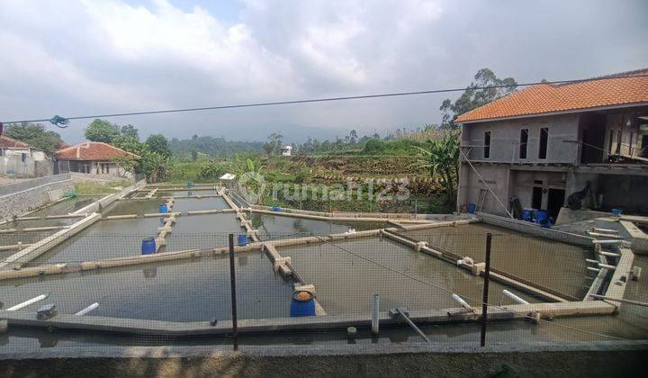 Kolam Ikan Produktif Di Ciwidey 2