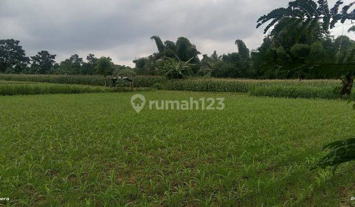 Tanah 2ha di Jl. Raya Banyuwangi Situbondo 1