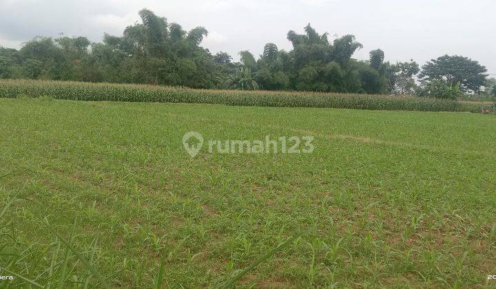 Tanah 2ha di Jl. Raya Banyuwangi Situbondo 2