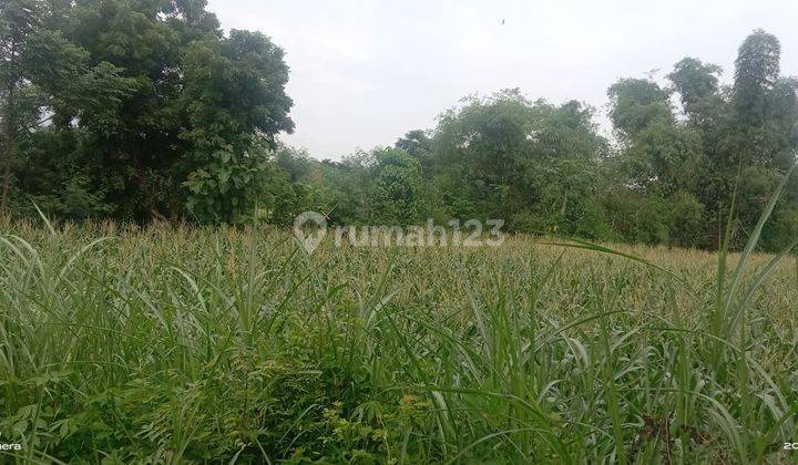 Tanah 2ha di Jl. Raya Banyuwangi Situbondo 3