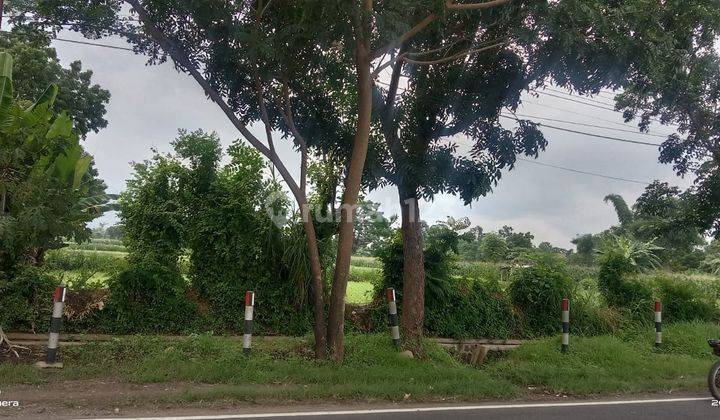 Tanah 2ha di Jl. Raya Banyuwangi Situbondo 8
