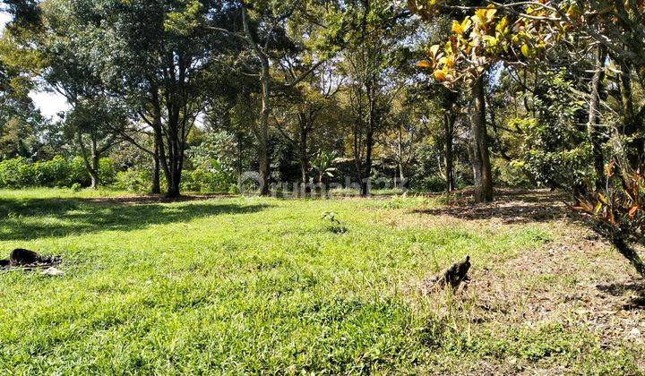 Dijual Tanah Kebun di Subang 1