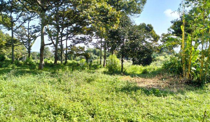 Dijual Tanah Kebun di Subang 2