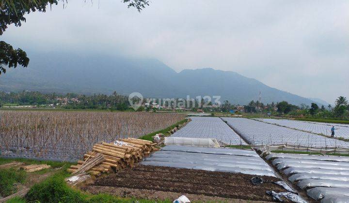 Lahan Matang dan kebun di daerah WISATA  1