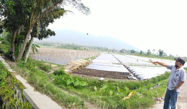 Lahan Matang dan kebun di daerah WISATA  2