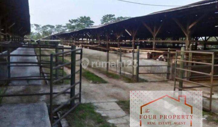 Kandang Sapi Luas Siap Pakai di Purwakarta Jawa Barat 1