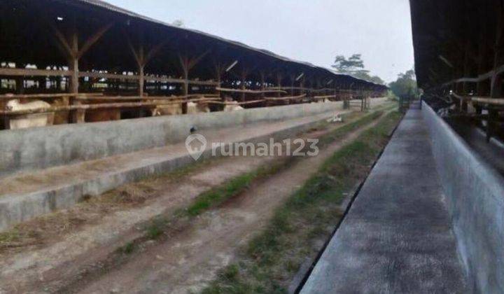 Kandang Sapi Luas Siap Pakai di Purwakarta Jawa Barat 2