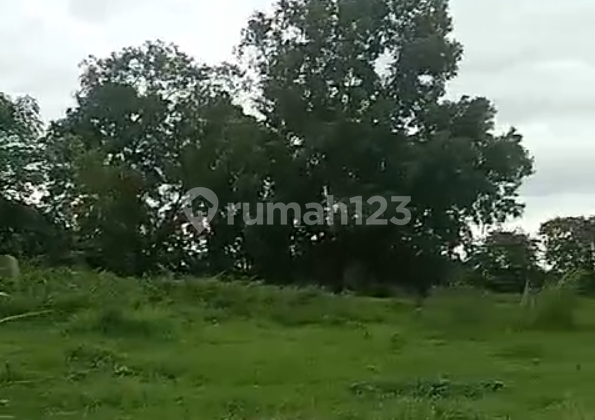 Disewakan Tanah 9000 m2 Di Pinggir Jalan Cibadak Cikupa Tangerang 