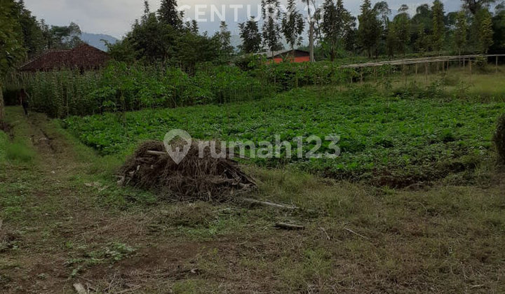 Tanah Subur Buat Investasi Area Ciwidey Penghasil Cuan Tanah Subur Buat Investasi Area Ciwidey Penghasil Cuan