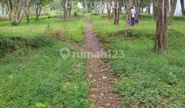 Tanah Luas Satu Hektar Lebih Area PagerwangiD Tanah Luas Satu Hektar Lebih Area PagerwangiD