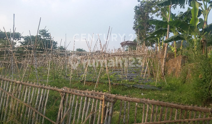 Tanah Kebun Di Ciumbuleuit Arah Lembang Dekat Kuliner Punclut Tanah Kebun Di Ciumbuleuit Arah Lembang Dekat Kuliner Punclut