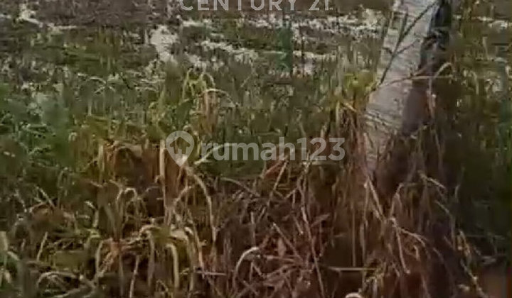 Tanah Produktif Dan Strategis Area Ciwidey