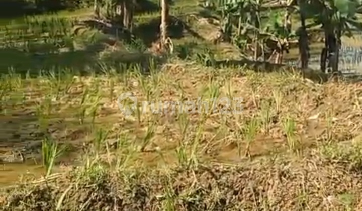 CHEAP LAND, PABUARAN SUKA MAKMUR, BOGOR