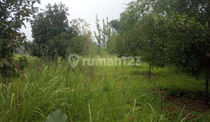 Tanah Di Jual Di Ciapus Taman Sari Bogor  4