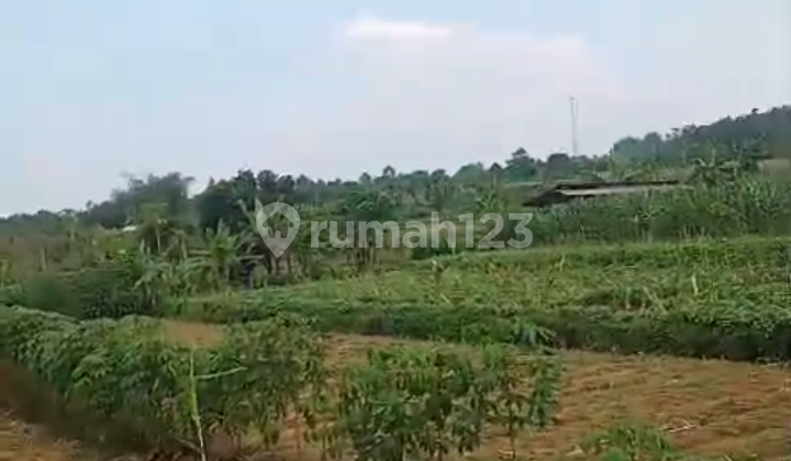 TANAH MURAH BAGUS TAMANSAARI CIAPUS BOGOR JAWA BARAT 1