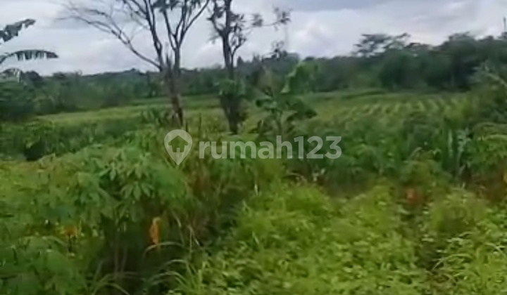 CIAMPEA BOGOR LAND FOR SALE CHEAP CIAMPEA BOGOR LAND FOR SALE CHEAP
