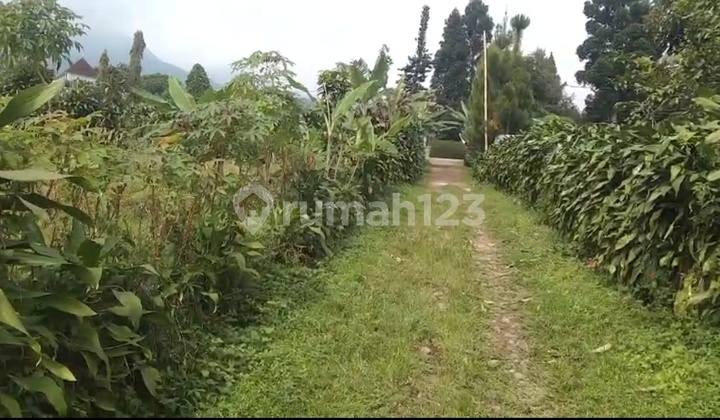 CHEAP LAND CIAMPEA BOGOR CHEAP LAND CIAMPEA BOGOR