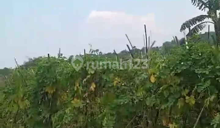 TANAH MURAH BAGUS TAMANSAARI CIAPUS BOGOR JAWA BARAT 2