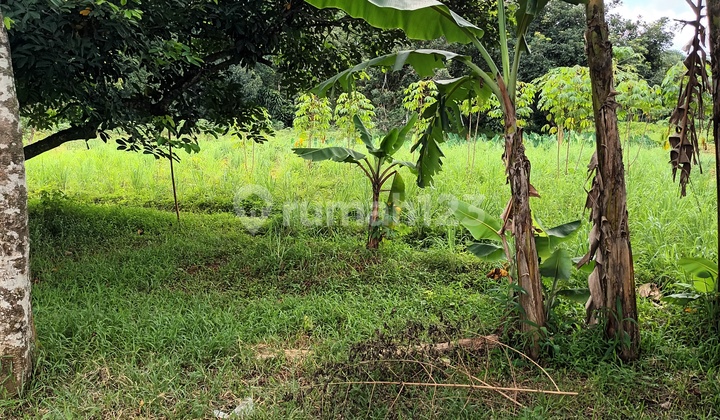 Tanah murah di dekat Mekarsari Tanah murah di dekat Mekarsari