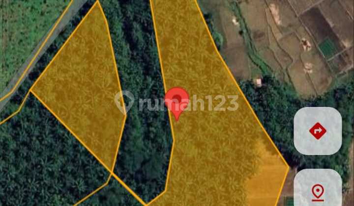 Tanah Kebun Sawit Tidak Produktif Murah 70ha di Cikeusik Pandeglang Banten Tanah Kebun Sawit Tidak Produktif Murah 70ha di Cikeusik Pandeglang Banten