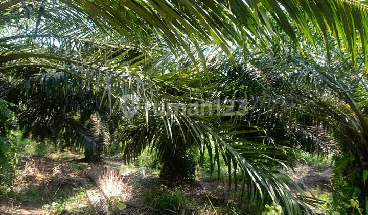 Tanah Murah Kebun Sawit Masih Produktif 100ha Cibitung Pandeglang Serang Banten