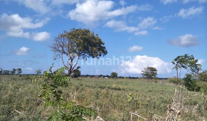 Lahan Sangat Murah dan Strategis di Pantai Pink Lombok 2