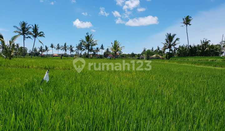 Tanah Dijual Ubud Bali Asri Dan Nyaman View Sawah